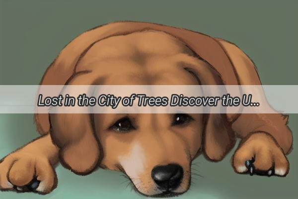 Lost in the City of Trees Discover the Ultimate Guide to Finding Your Furry Friends Owner in Nanjing